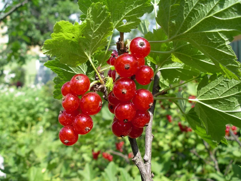 Смородина красная ред Лейк