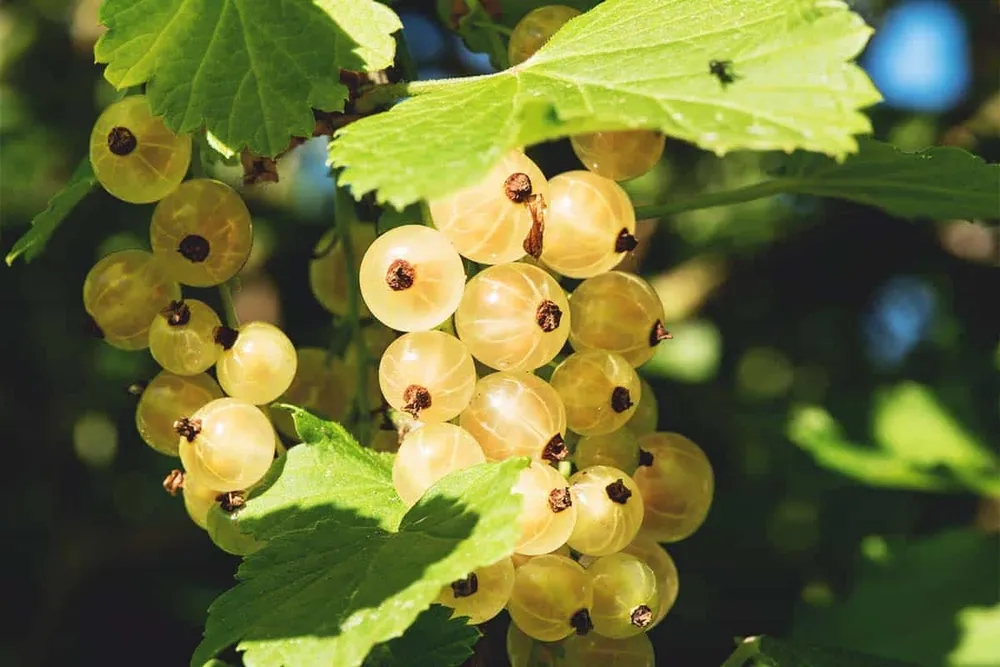 Смородина красная - ribes rubrum