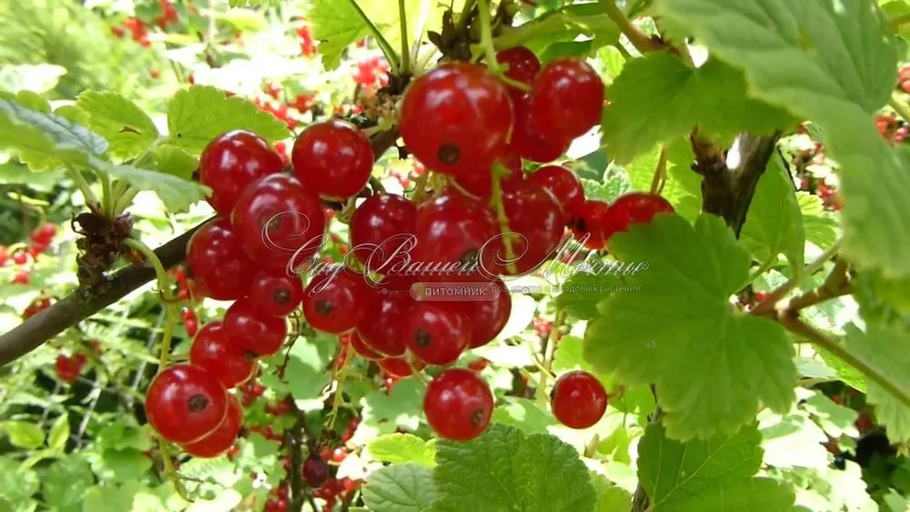 Смородина красная - ribes rubrum