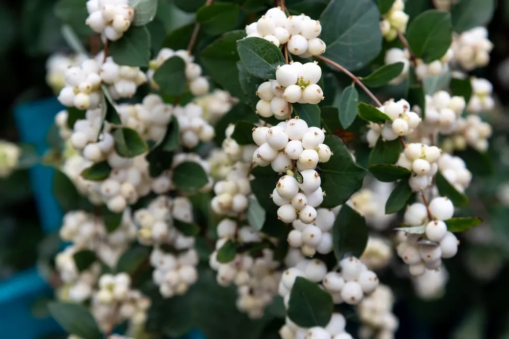 Снежноягодник белый Symphoricarpos Albus