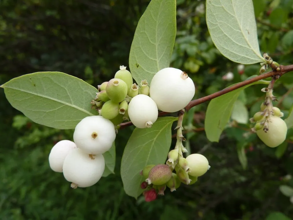 Снежноягодник белый Symphoricarpos Albus