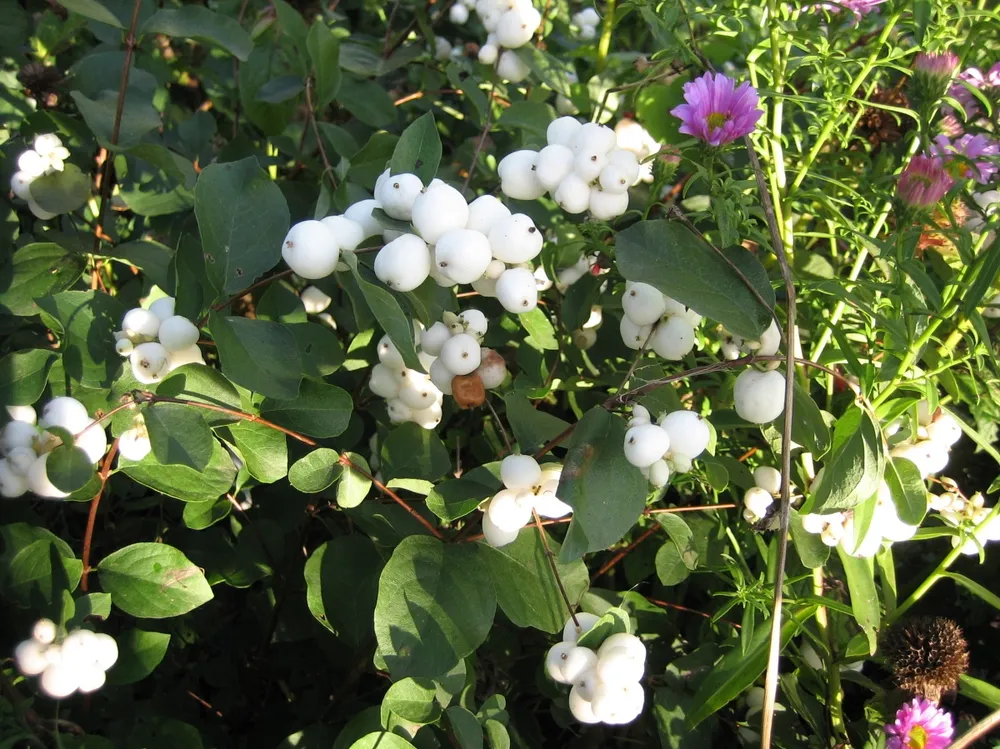 Снежноягодник Доренбоза White Hedge