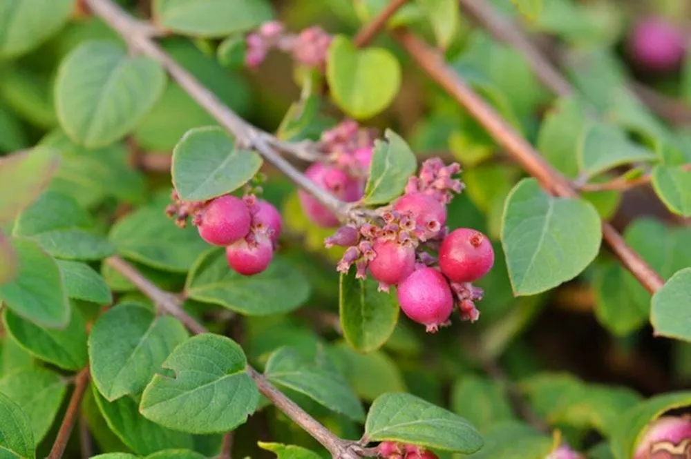 Снежноягодник Symphoricarpos