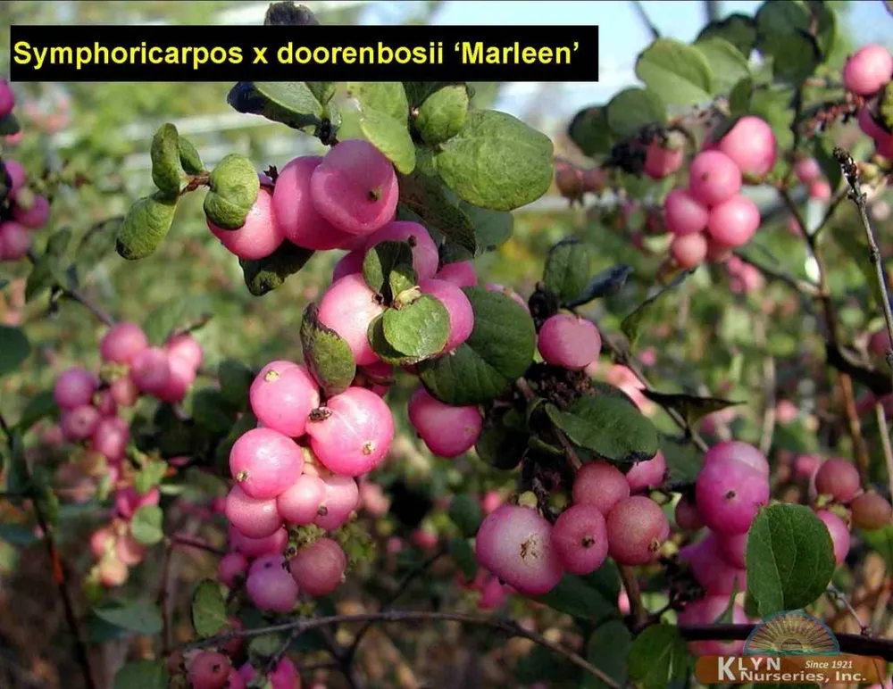 Снежноягодник Symphoricarpos