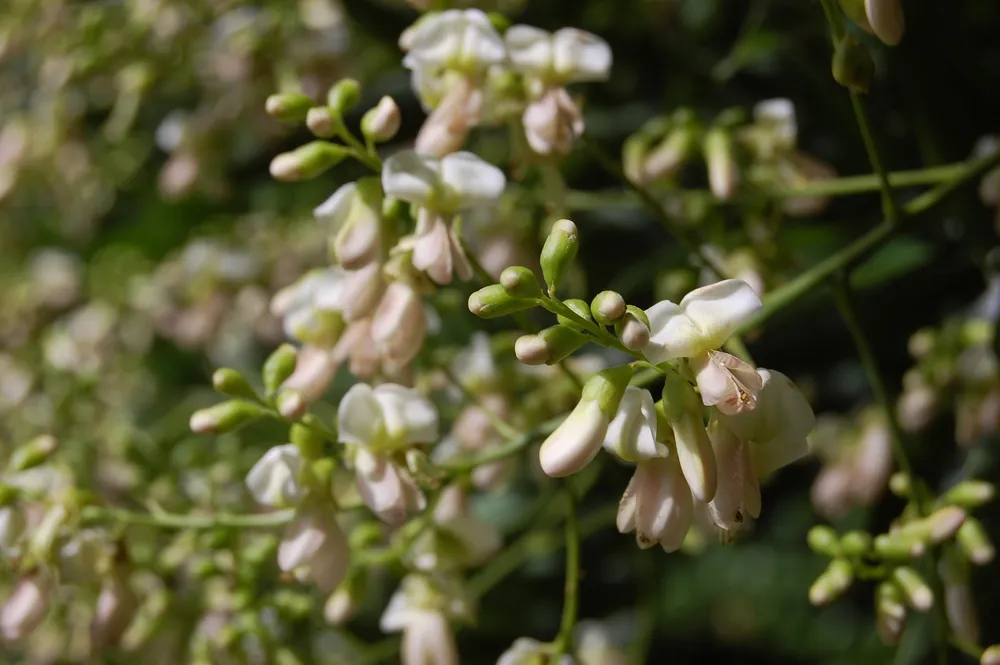 Софора японская Styphnolobium japonicum