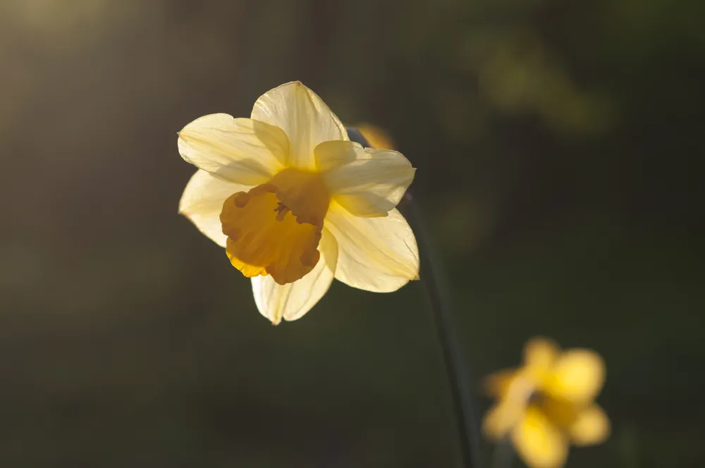 Солнечный желтый. Нарцисс Daffodil