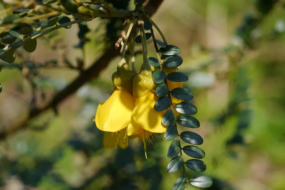 Sophora microphylla