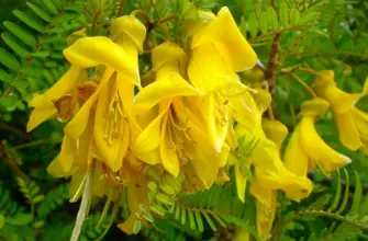 Sophora Toromiro