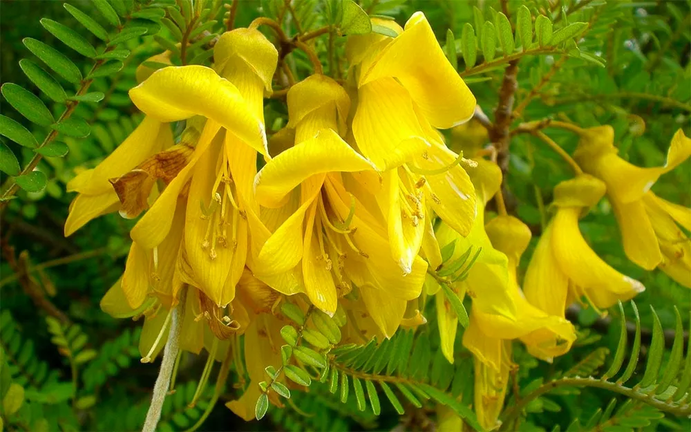 Sophora Toromiro