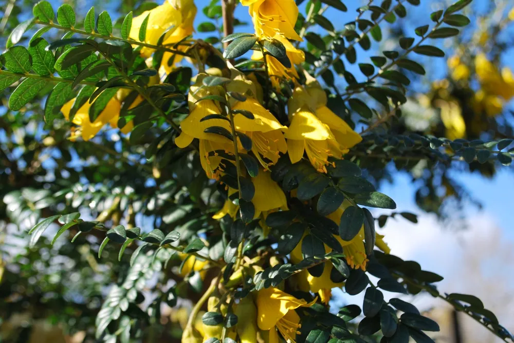 Sophora Toromiro