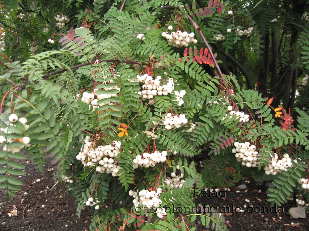 Sorbus koehneana