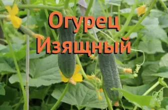 Сорт огурцов Луховицкий