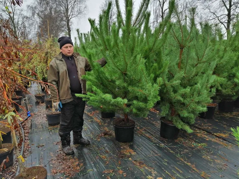 Сосна черная Австрийская Pinus nigra