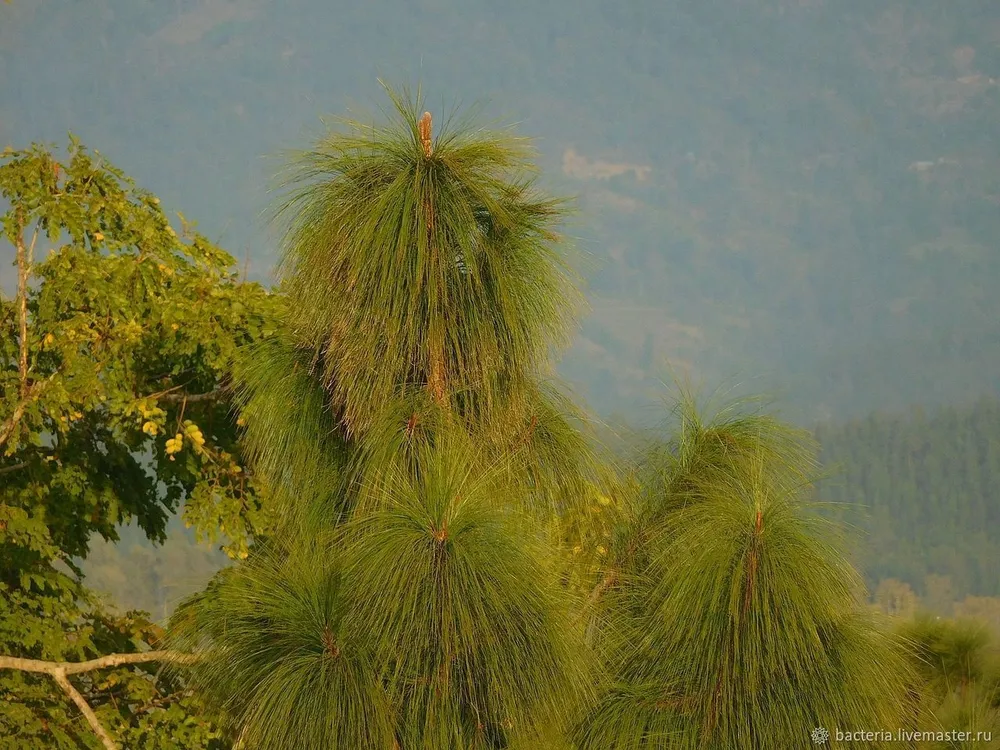 Сосна гималайская Pinus wallichiana