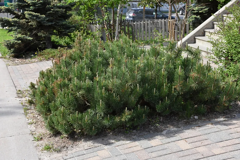 Сосна Горная Pinus mugo pumilio