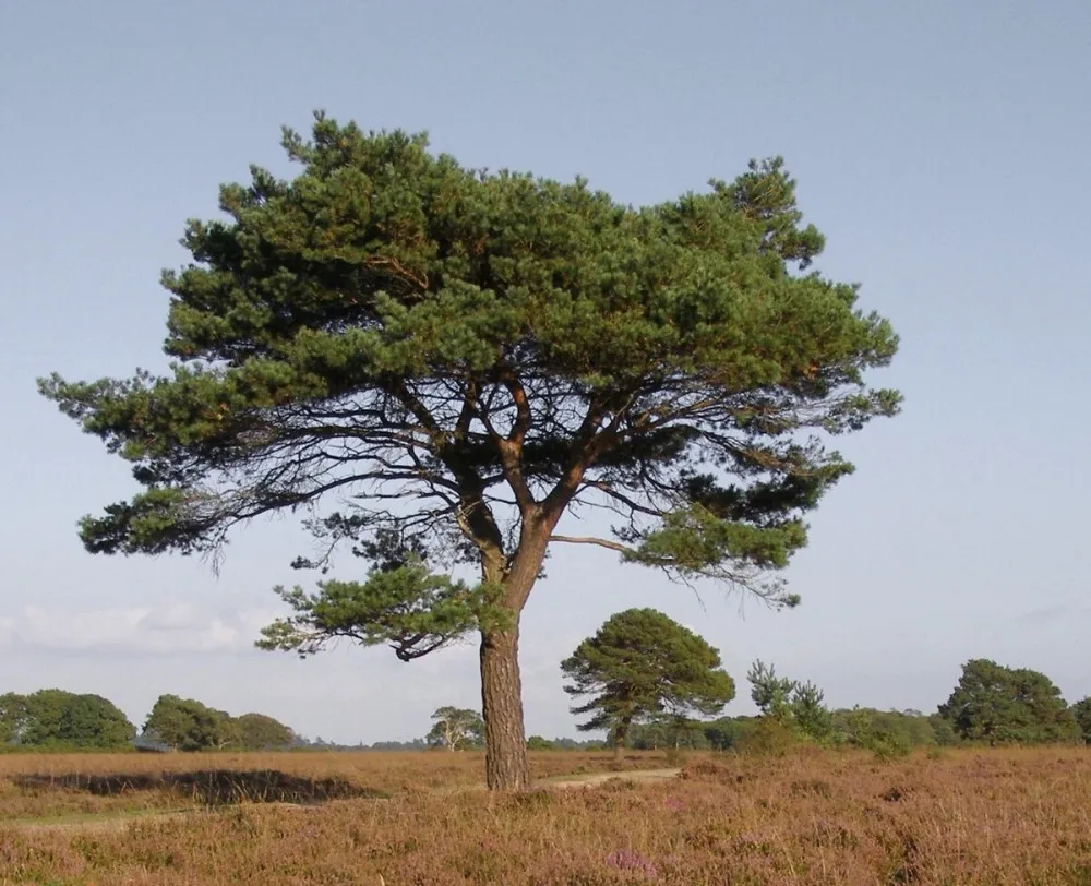 Сосна обыкновенная Pinus Sylvestris