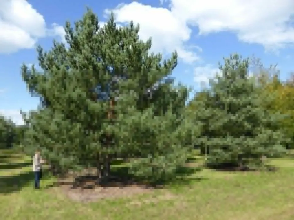 Сосна обыкновенная Pinus Sylvestris