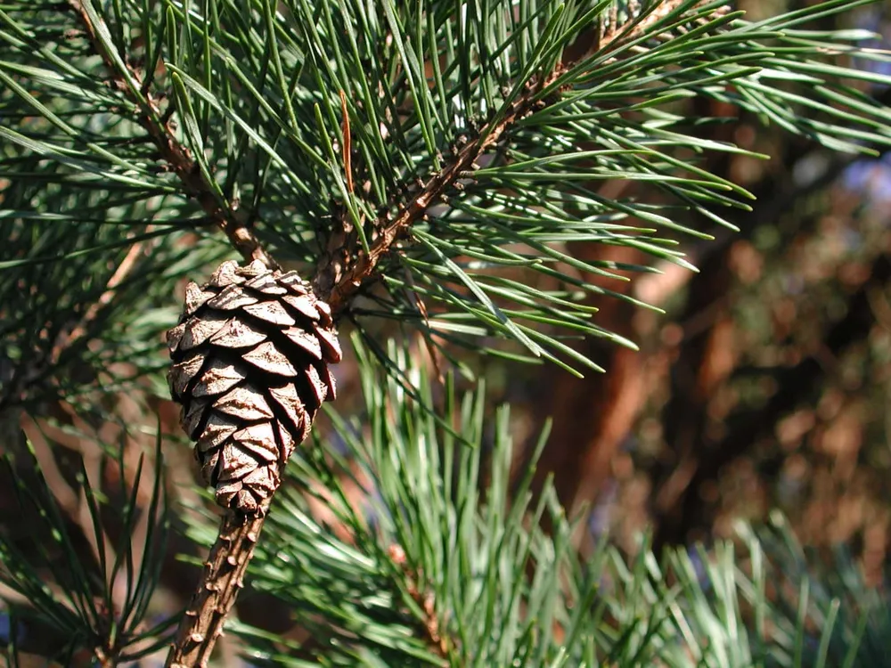 Сосна обыкновенная Pinus Sylvestris