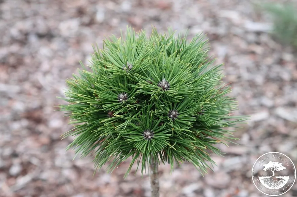 Сосна Pinus nigra