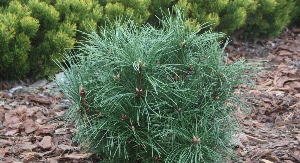 Сосна Pinus nigra