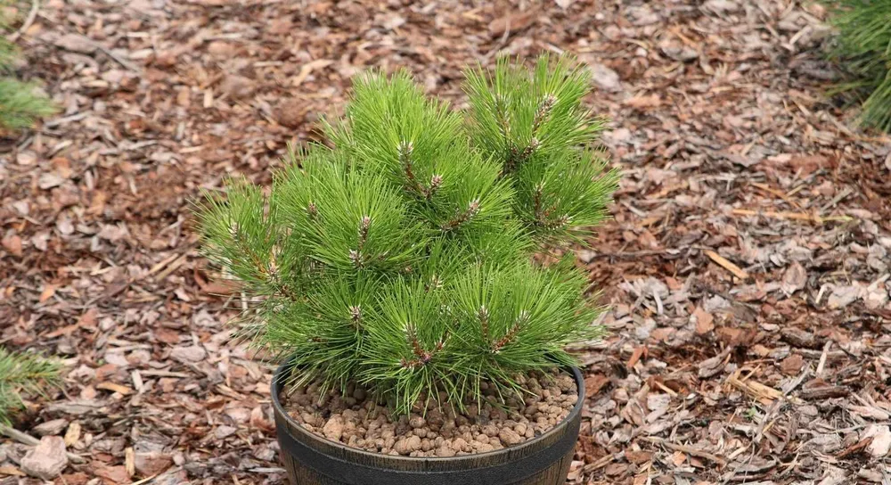 Сосна Pinus nigra