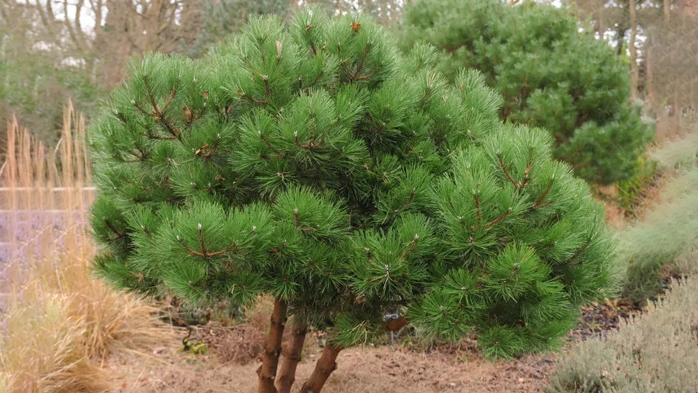 Сосна Pinus nigra