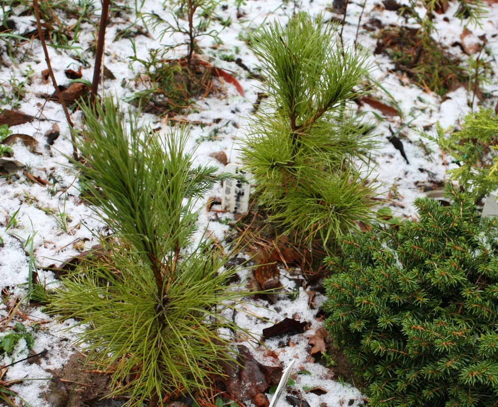 Сосна румелийская Pinus peuce