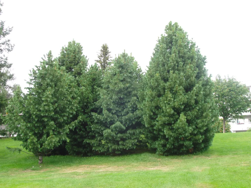 Сосна Сибирская Кедровая Pinus Cembra