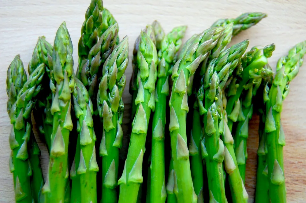 Спаржа Asparagus officinalis.