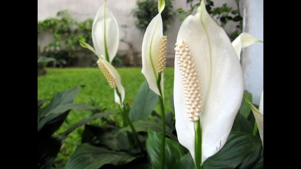 Спатифиллум Peace Lily