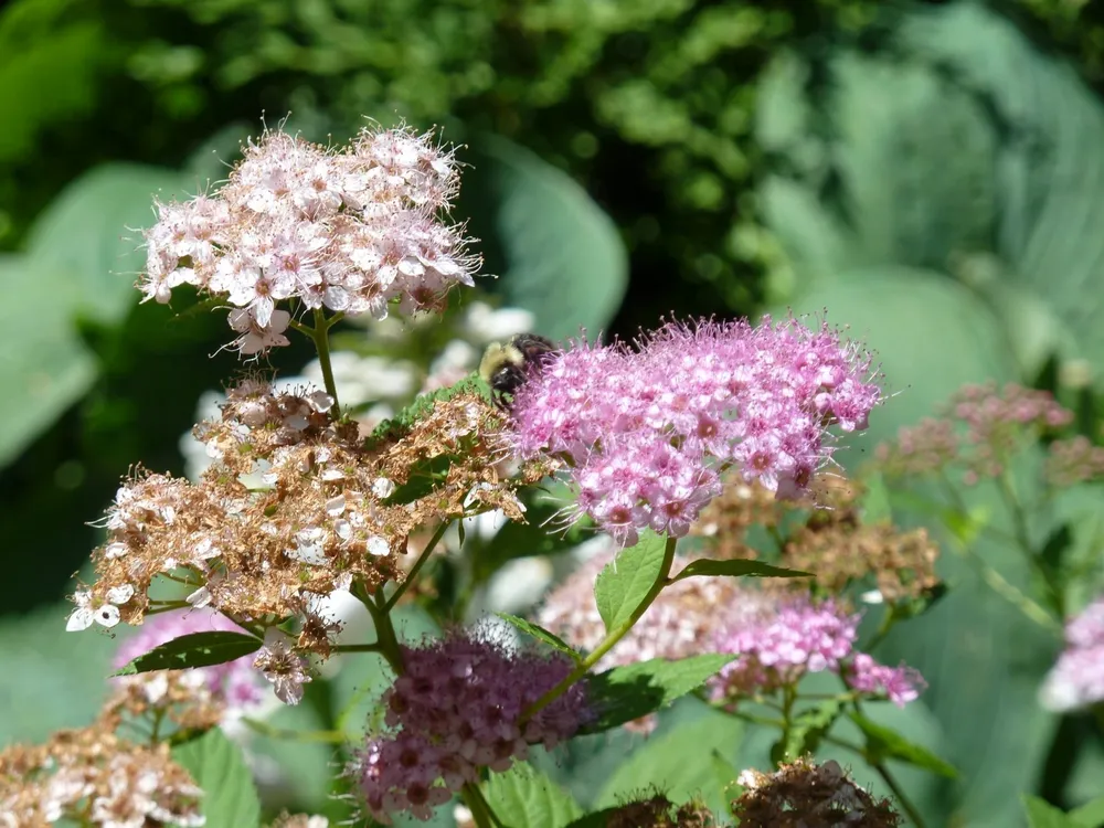 Spiraea japonica