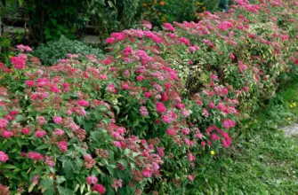 Spiraea japonica Anthony Waterer