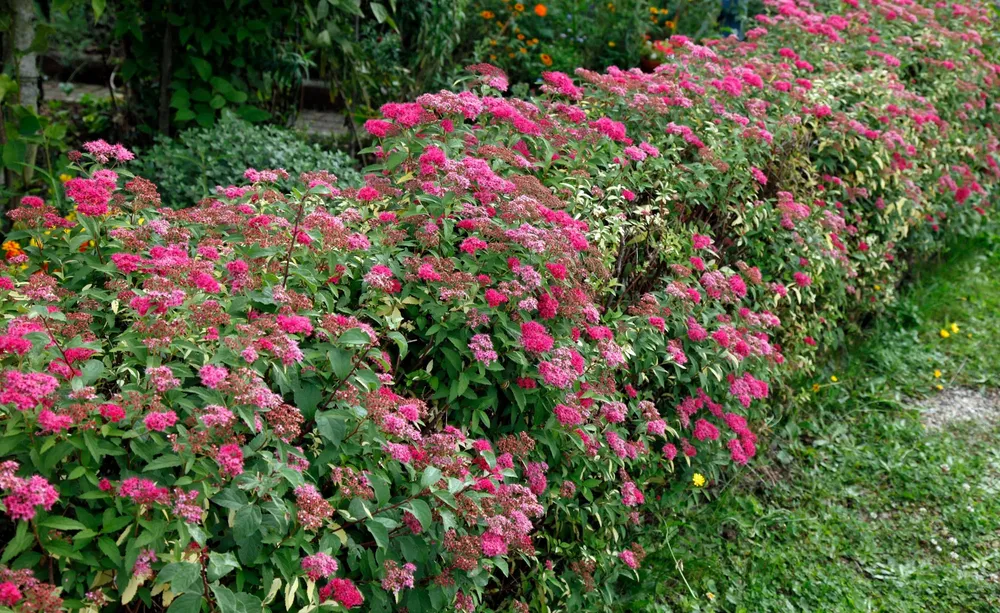 Spiraea japonica Anthony Waterer