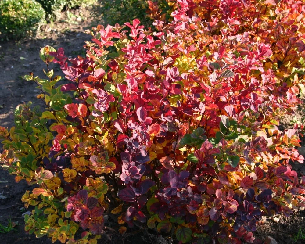 Спирея березолистная Spiraea betulifolia