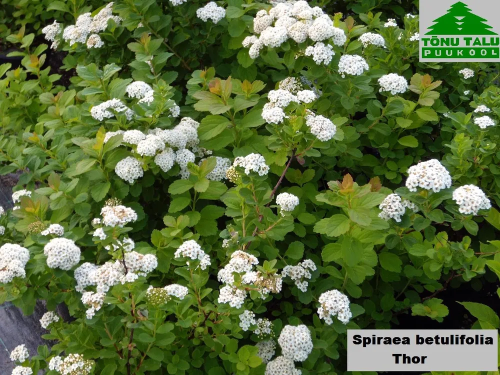 Спирея березолистная Spiraea betulifolia `Island`