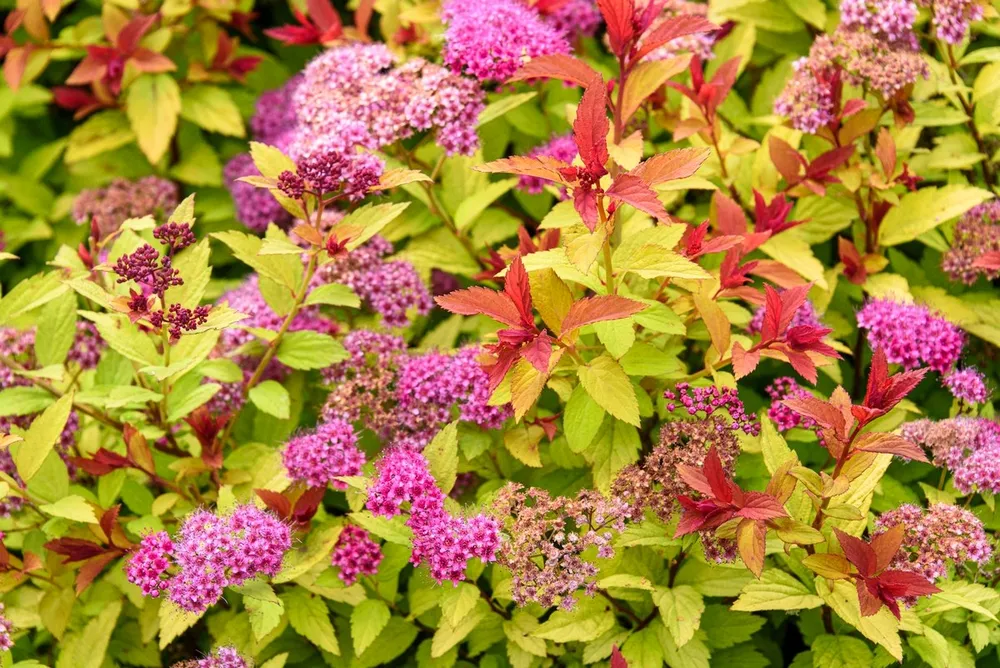 Спирея японская Spiraea japonica