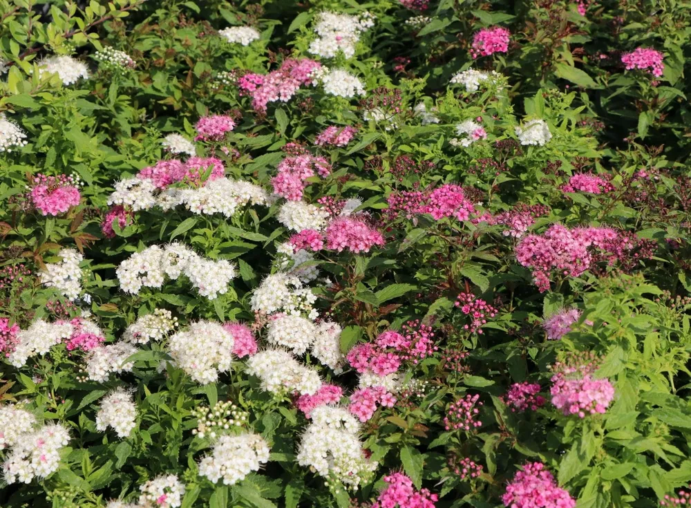 Спирея японская Spiraea japonica