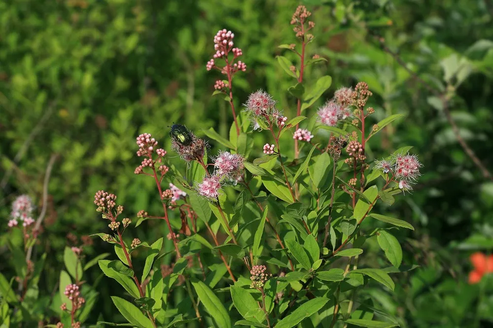 Спирея иволистная Spiraea salicifolia