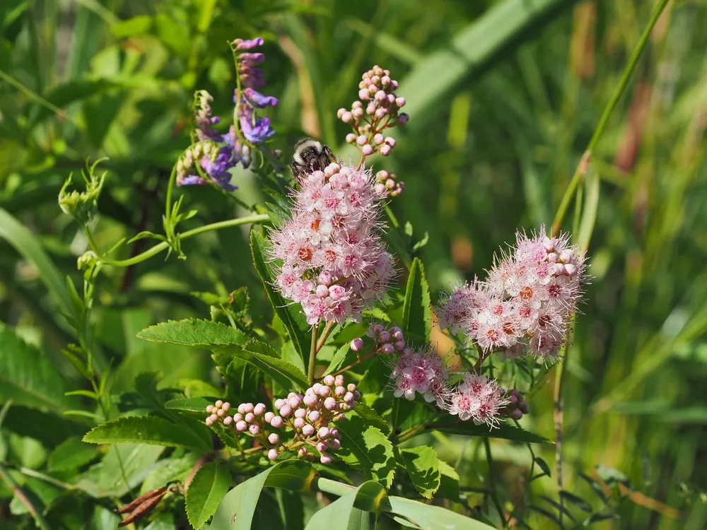 Спирея иволистная Spiraea salicifolia