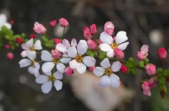 Спирея Тунберга Fujino Pink