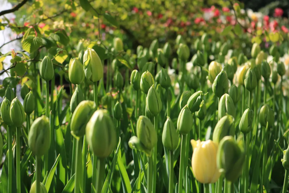 Spring Green тюльпан