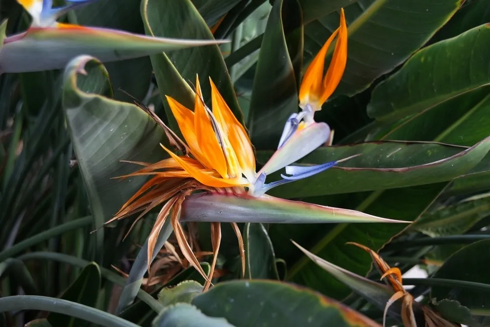 Strelitzia Reginae