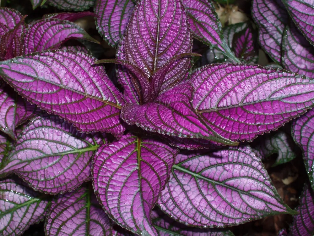 Стробилантес Persian Shield