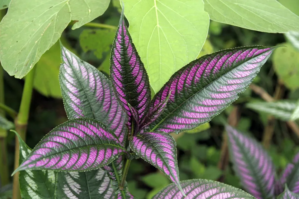 Стробилантес Persian Shield