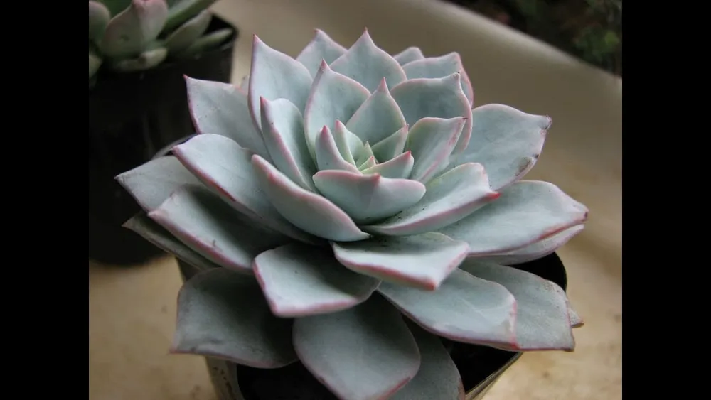 Суккулент Echeveria peacockii