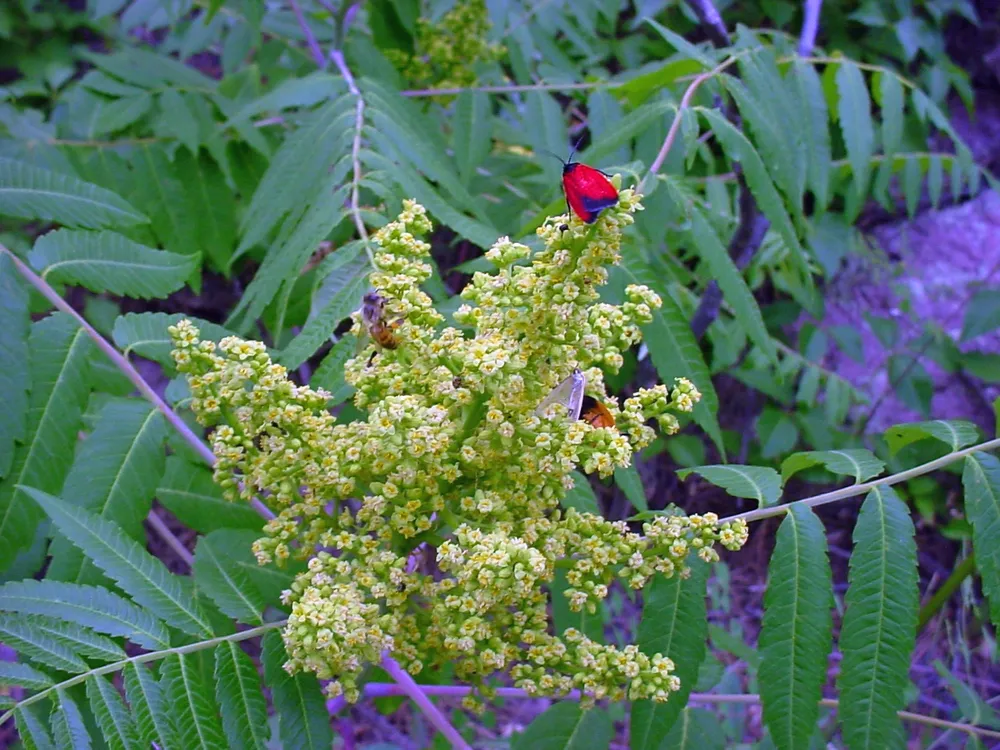 Сумах дубильный Rhus coriaria