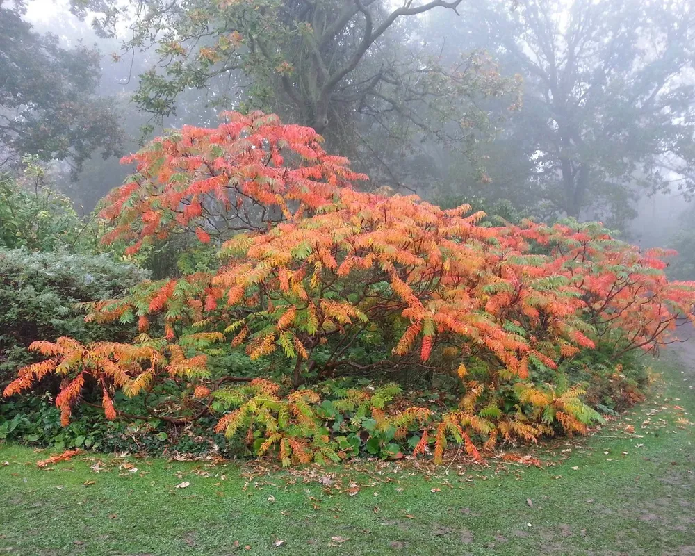 Сумах оленерогий Rhus typhina