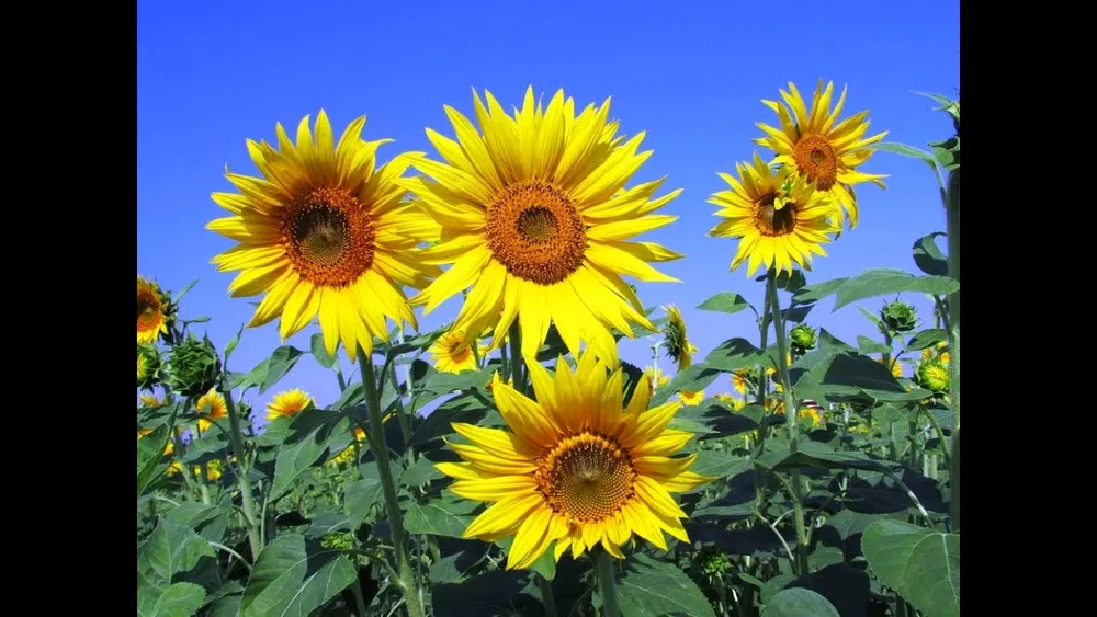 Sunflower подсолнечника