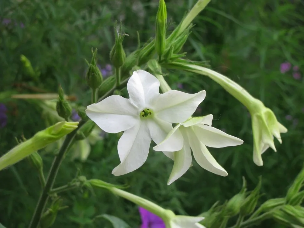 Табак крылатый Nicotiana alata