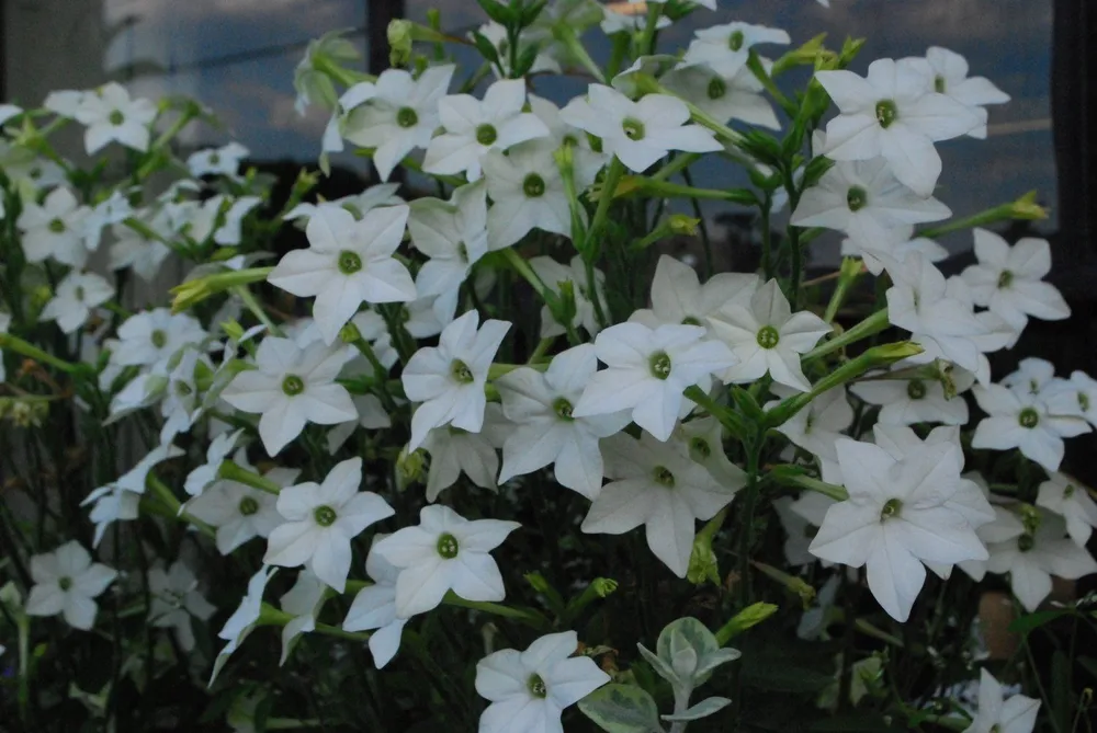 Табак крылатый Nicotiana alata